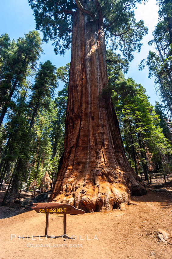 The President, an enormous Sequoia tree. Giant Forest, Sequoia Kings Canyon National Park, California, USA, Sequoiadendron giganteum, natural history stock photograph, photo id 09874