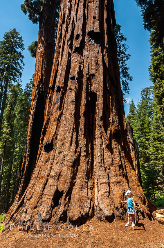 A young hiker is dwarfed by the trunk of an enormous Sequoia tree. Giant Forest, Sequoia Kings Canyon National Park, California, USA, Sequoiadendron giganteum, natural history stock photograph, photo id 09878