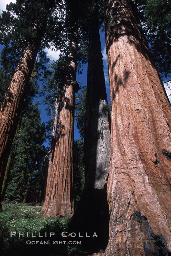 Giant Sequoia tree. Mariposa Grove, Yosemite National Park, California, USA, Sequoiadendron giganteum, natural history stock photograph, photo id 03660