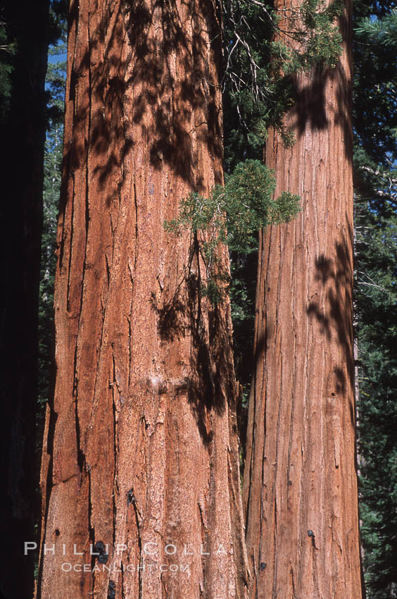 Giant Sequoia tree. Mariposa Grove, Yosemite National Park, California, USA, Sequoiadendron giganteum, natural history stock photograph, photo id 03664