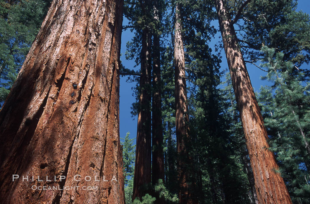 Giant Sequoia tree. Mariposa Grove, Yosemite National Park, California, USA, Sequoiadendron giganteum, natural history stock photograph, photo id 03672