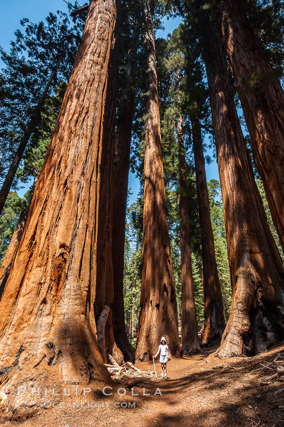 A young hiker is dwarfed by the enormous Senate Group of Sequoia trees, part of the Congress trail. Giant Forest, Sequoia Kings Canyon National Park, California, USA, Sequoiadendron giganteum, natural history stock photograph, photo id 09876