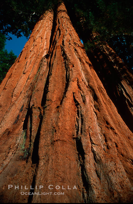 Sequoia trees. Sequoia Kings Canyon National Park, California, USA, Sequoiadendron giganteum, natural history stock photograph, photo id 02351
