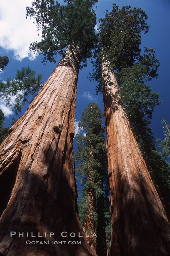 Giant Sequoia tree. Mariposa Grove, Yosemite National Park, California, USA, Sequoiadendron giganteum, natural history stock photograph, photo id 03647