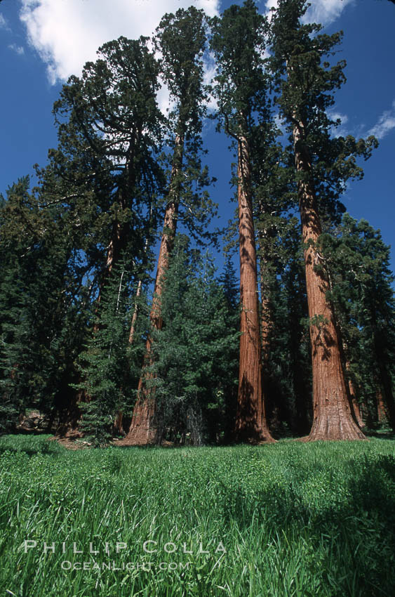 Giant Sequoia tree. Mariposa Grove, Yosemite National Park, California, USA, Sequoiadendron giganteum, natural history stock photograph, photo id 03651