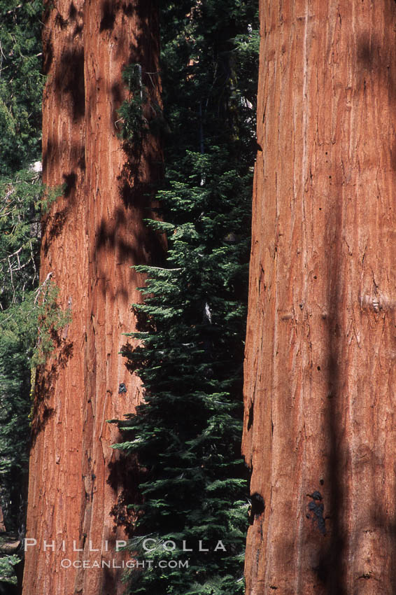 Giant Sequoia tree. Mariposa Grove, Yosemite National Park, California, USA, Sequoiadendron giganteum, natural history stock photograph, photo id 03663
