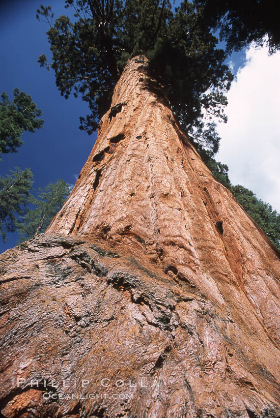Giant Sequoia tree. Mariposa Grove, Yosemite National Park, California, USA, Sequoiadendron giganteum, natural history stock photograph, photo id 03667