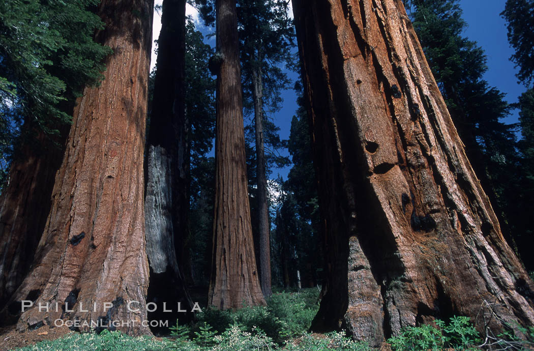 Giant Sequoia tree. Mariposa Grove, Yosemite National Park, California, USA, Sequoiadendron giganteum, natural history stock photograph, photo id 03675