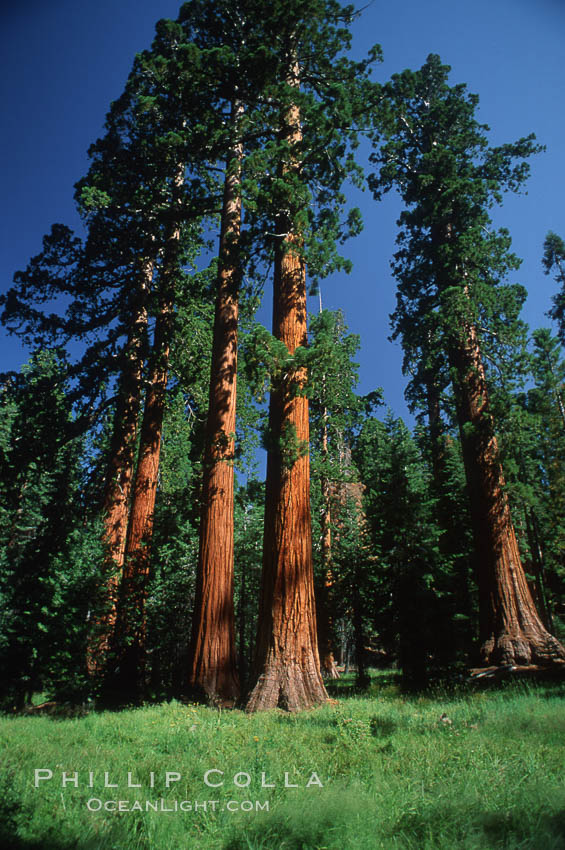 Sequoia tree, Mariposa Grove. Yosemite National Park, California, USA, Sequoiadendron giganteum, natural history stock photograph, photo id 05415
