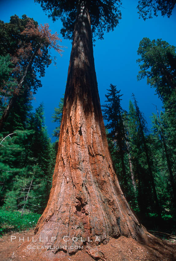 Giant Sequoia tree. Mariposa Grove, Yosemite National Park, California, USA, Sequoiadendron giganteum, natural history stock photograph, photo id 03641