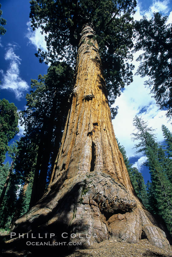 Giant Sequoia tree. Mariposa Grove, Yosemite National Park, California, USA, Sequoiadendron giganteum, natural history stock photograph, photo id 03645