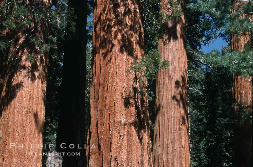 Giant Sequoia tree. Mariposa Grove, Yosemite National Park, California, USA, Sequoiadendron giganteum, natural history stock photograph, photo id 03673