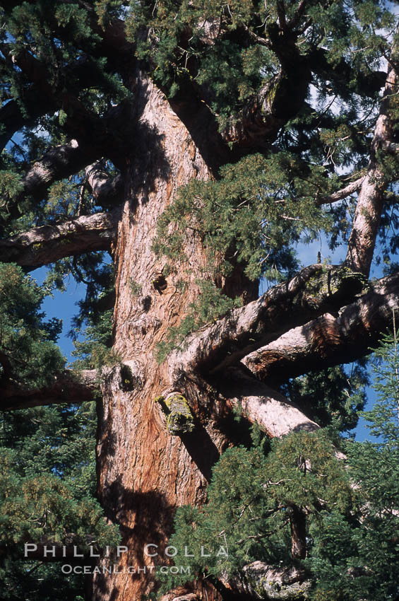 Giant Sequoia tree. Mariposa Grove, Yosemite National Park, California, USA, Sequoiadendron giganteum, natural history stock photograph, photo id 03677