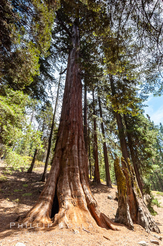 The Tennessee Tree shows resilience to fire damage, continuing to thrive in spite of deep fire scars. The living tissue or cambium layer of a sequoia lies just under its bark. As long as some of this thin, living tissue connects the leaves above with the roots below, the tree will continue to live. If undisturbed by people, or more fire, this living layer will eventually heal the fire scars seen on this tree. Grant Grove. Sequoia Kings Canyon National Park, California, USA, Sequoiadendron giganteum, natural history stock photograph, photo id 09873