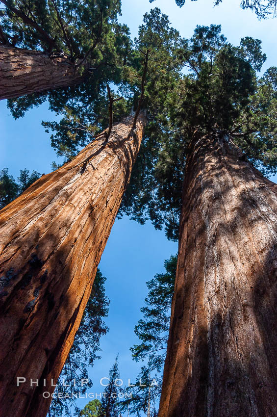 Huge Sequoia trees reach for the sky, creating a canopy of branches hundreds of feet above the forest floor. Sequoia Kings Canyon National Park, California, USA, Sequoiadendron giganteum, natural history stock photograph, photo id 09886