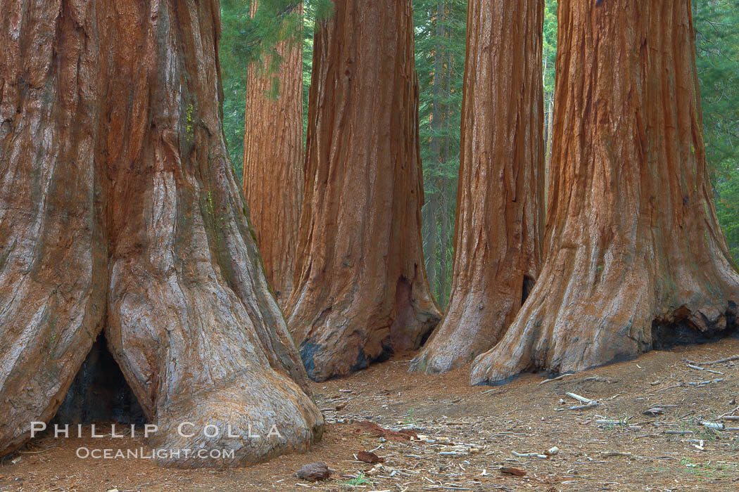 Giant sequoia trees, roots spreading outward at the base of each massive tree, rise from the shaded forest floor, Sequoiadendron giganteum, Mariposa Grove, Yosemite National Park, California