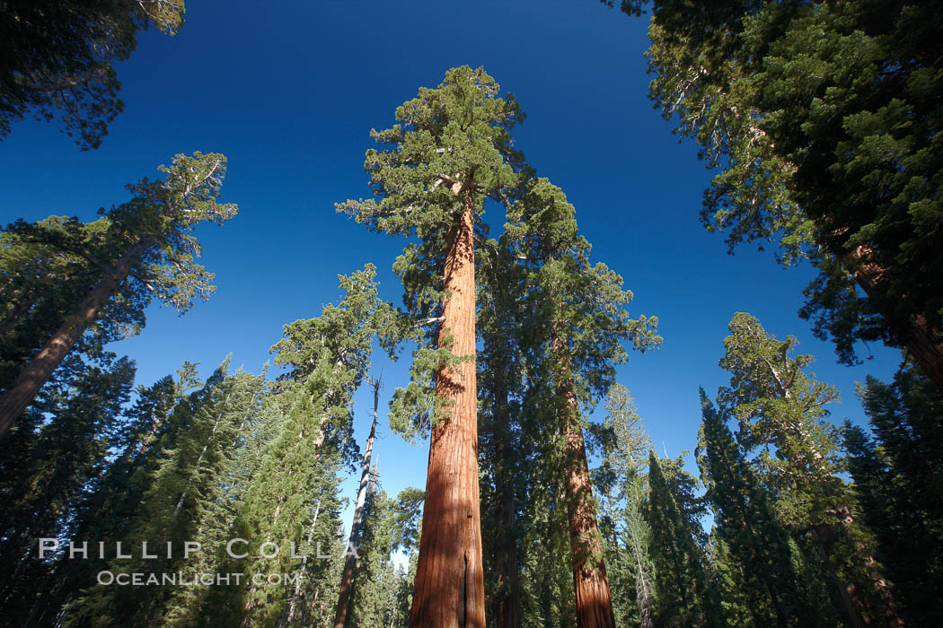 A giant sequoia tree, soars skyward from the forest floor, lit by the morning sun and surrounded by other sequioas.  The massive trunk characteristic of sequoia trees is apparent, as is the crown of foliage starting high above the base of the tree, Sequoiadendron giganteum, Mariposa Grove, Yosemite National Park, California