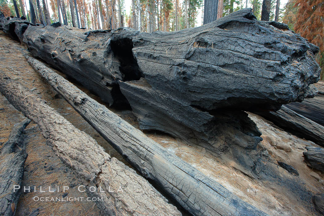 Burnt and fallen giant sequoia tree, killed by forest fire. Mariposa Grove, Yosemite National Park, California, USA, Sequoiadendron giganteum, natural history stock photograph, photo id 23292