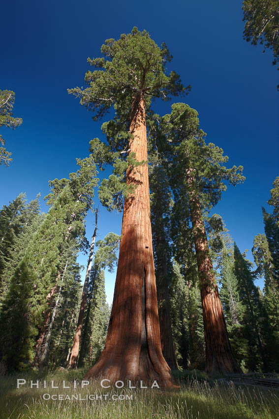 A giant sequoia tree, soars skyward from the forest floor, lit by the morning sun and surrounded by other sequioas. The massive trunk characteristic of sequoia trees is apparent, as is the crown of foliage starting high above the base of the tree, Sequoiadendron giganteum, Mariposa Grove, Yosemite National Park, California