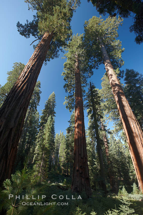 Giant sequioa trees, in the Mariposa Grove soar skyward from the cool, shaded forest floor. Yosemite National Park, California, USA, Sequoiadendron giganteum, natural history stock photograph, photo id 23275