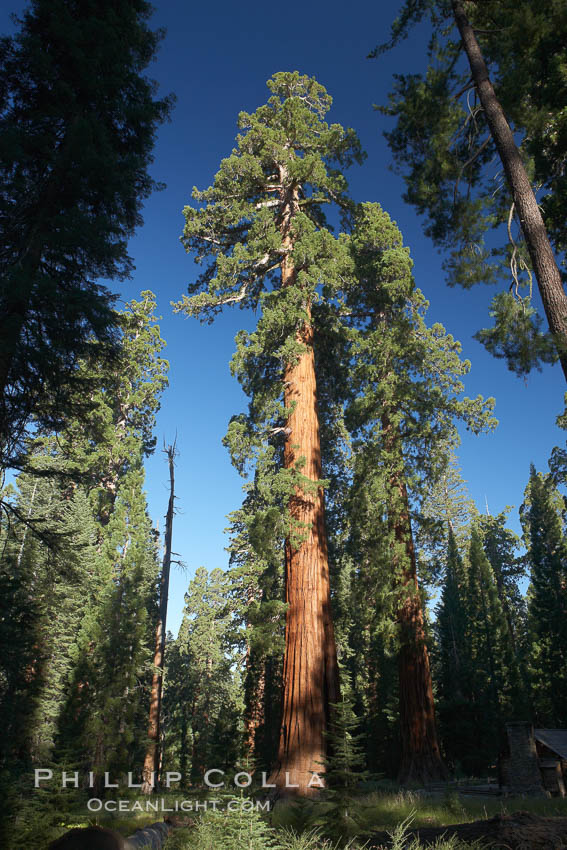 A giant sequoia tree, soars skyward from the forest floor, lit by the morning sun and surrounded by other sequioas.  The massive trunk characteristic of sequoia trees is apparent, as is the crown of foliage starting high above the base of the tree. Mariposa Grove, Yosemite National Park, California, USA, Sequoiadendron giganteum, natural history stock photograph, photo id 23261