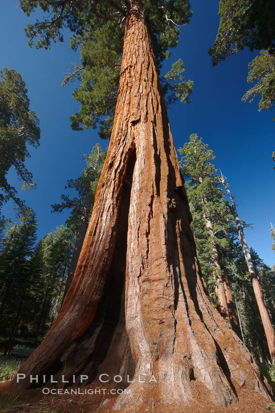 A giant sequoia tree, soars skyward from the forest floor, lit by the morning sun and surrounded by other sequioas.  The massive trunk characteristic of sequoia trees is apparent, as is the crown of foliage starting high above the base of the tree. Mariposa Grove, Yosemite National Park, California, USA, Sequoiadendron giganteum, natural history stock photograph, photo id 23273