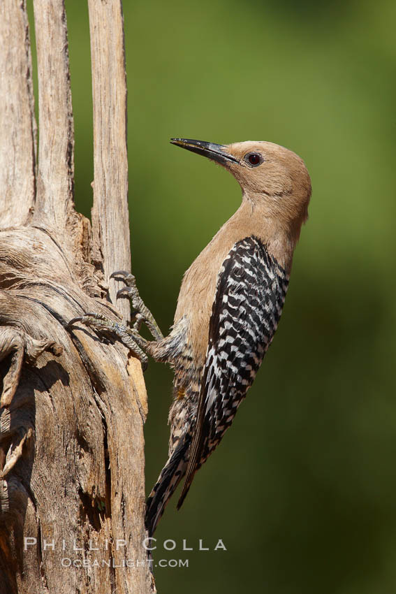 Gila woodpecker, female, Melanerpes uropygialis, Amado, Arizona