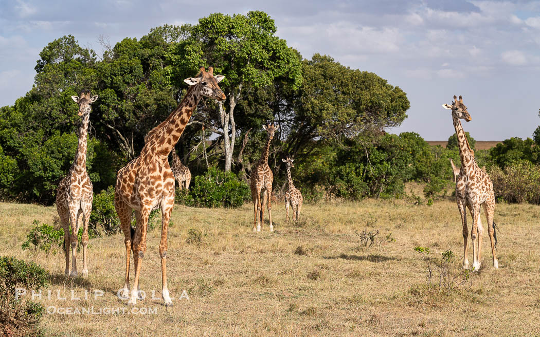 Giraffe, Mara North Conservancy, Kenya., Giraffa camelopardalis tippelskirchi, natural history stock photograph, photo id 39752