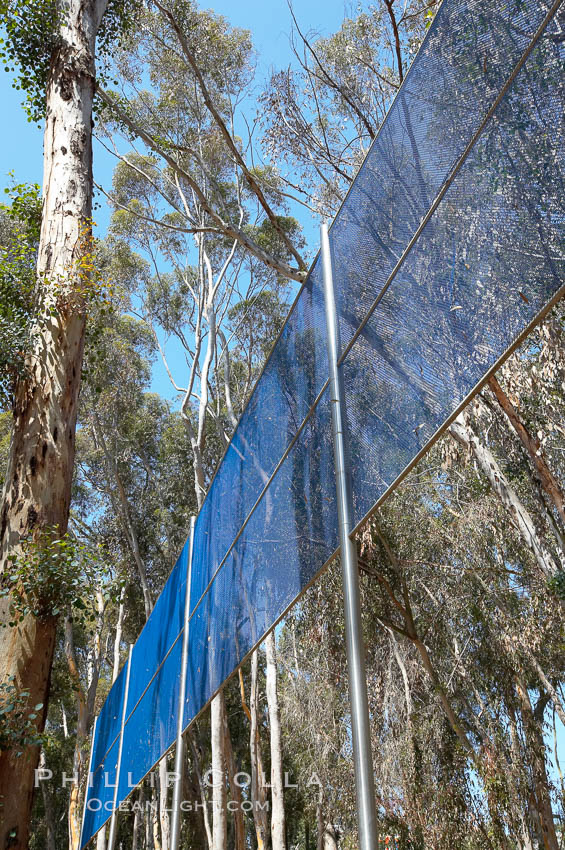 The Giraffe Traps, or what is officially known as Two Running Violet V Forms, was the second piece in the Stuart Collection at University of California San Diego (UCSD).  Commissioned in 1983 and produced by Robert Irwin, the odd fence resides in the eucalyptus grove between Mandeville Auditorium and Central Library. University of California, San Diego, La Jolla, USA, natural history stock photograph, photo id 21239