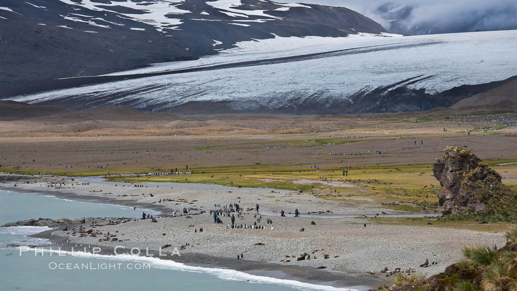 Glacier, beach, king penguins and antarctic fur seals. Fortuna Bay, South Georgia Island, natural history stock photograph, photo id 24614