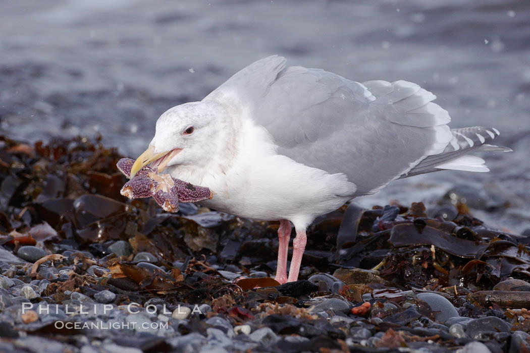 Glaucous-winged gull, eating a starfish (sea star) at the water's edge. Kachemak Bay, Homer, Alaska, USA, Larus glaucescens, natural history stock photograph, photo id 22886