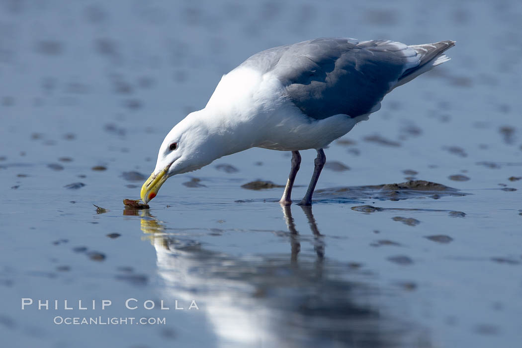 Glaucus-winged gull picks up piece of razor clam left behind by a brown bear on tide flat. Lake Clark National Park, Alaska, USA, Larus glaucescens, natural history stock photograph, photo id 19288