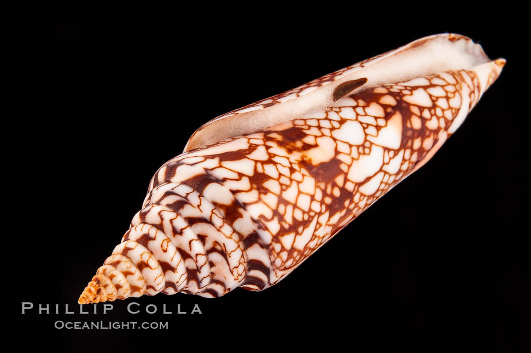 Glory of India cone, with operculum., Conus milneedwardsi, natural history stock photograph, photo id 08744