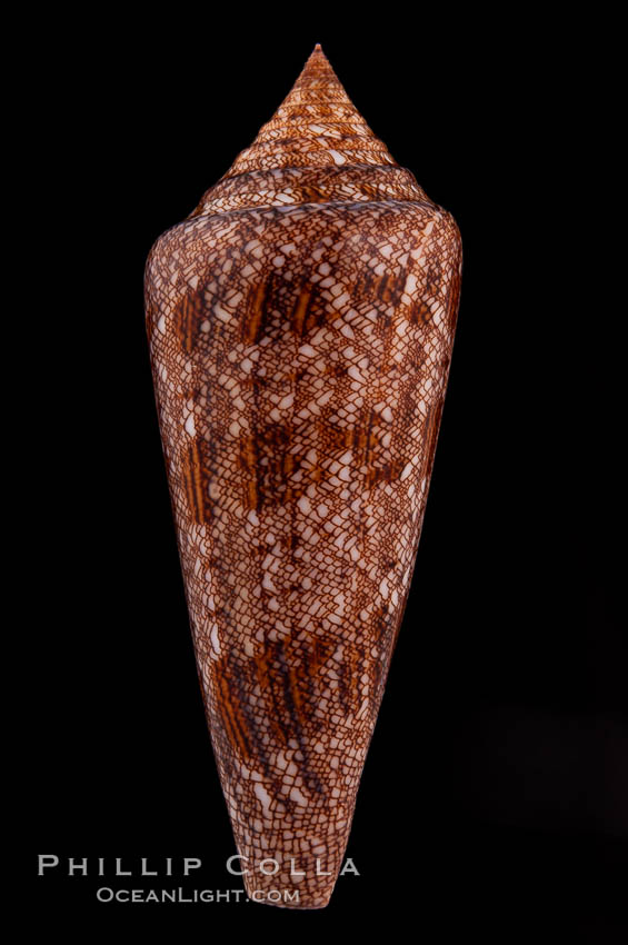 Glory of the Sea cone shell, brown form.  The Glory of the Sea cone shell, once one of the rarest and most sought after of all seashells, remains the most famous and one of the most desireable shells for modern collectors., Conus gloriamaris, natural history stock photograph, photo id 08733