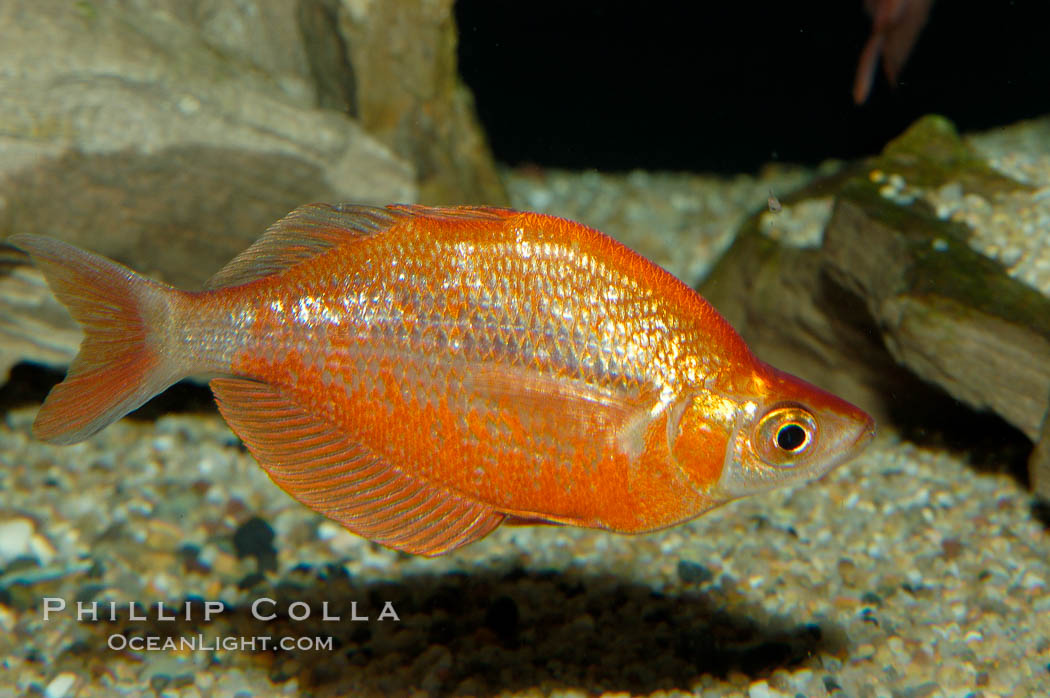 Red rainbowfish., Glossolepis incisus, natural history stock photograph, photo id 09286
