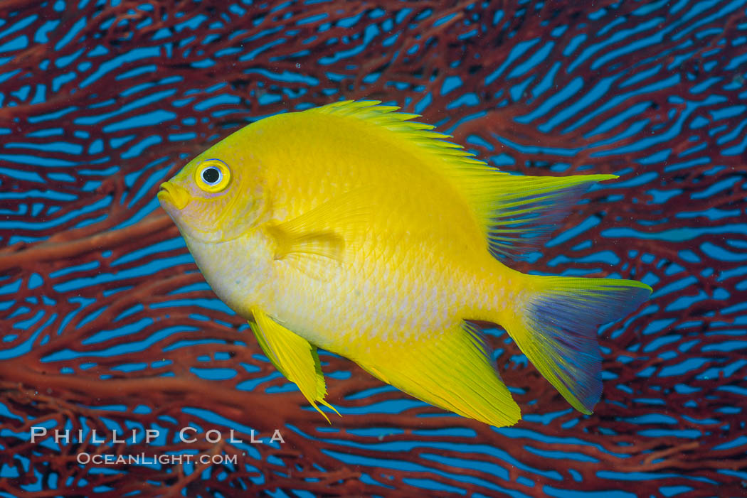 Golden Damselfish and Red Gorgonian Sea Fan, Fiji. Makogai Island, Lomaiviti Archipelago, Amblyglyphidodon aureus, Gorgonacea, natural history stock photograph, photo id 31337