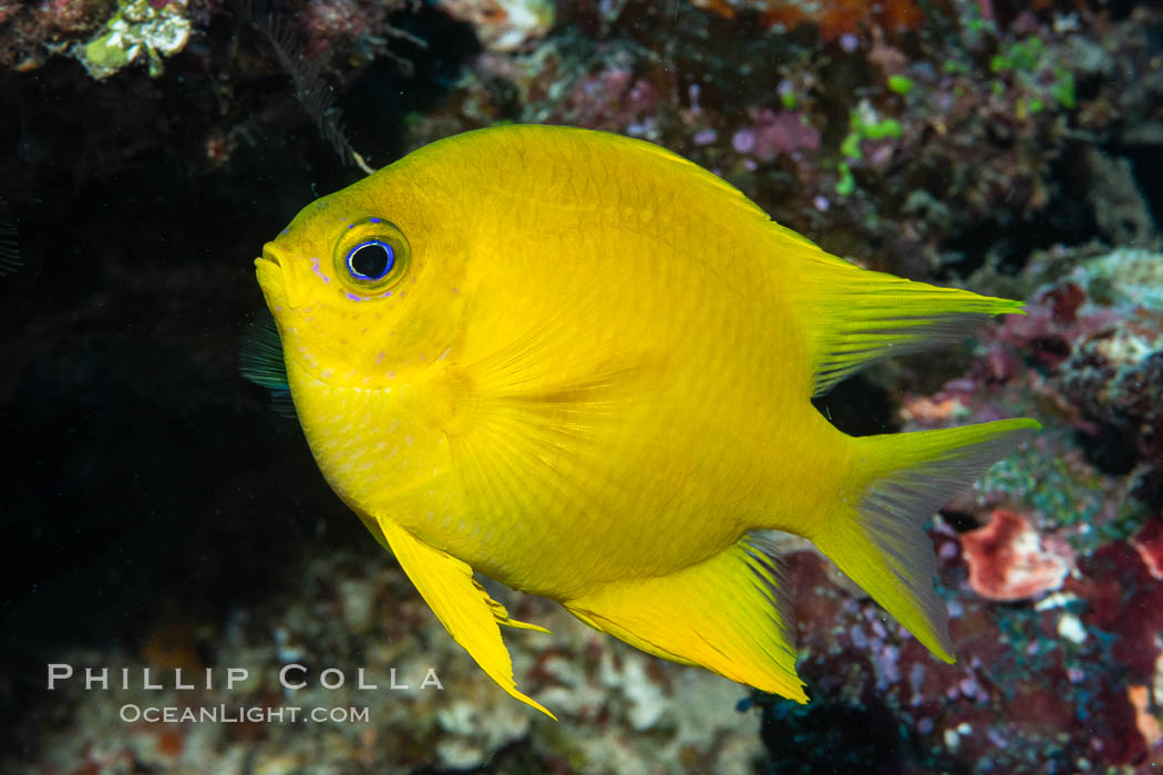 Golden Damselfish, Fiji. Namena Marine Reserve, Namena Island, Amblyglyphidodon aureus, natural history stock photograph, photo id 34734