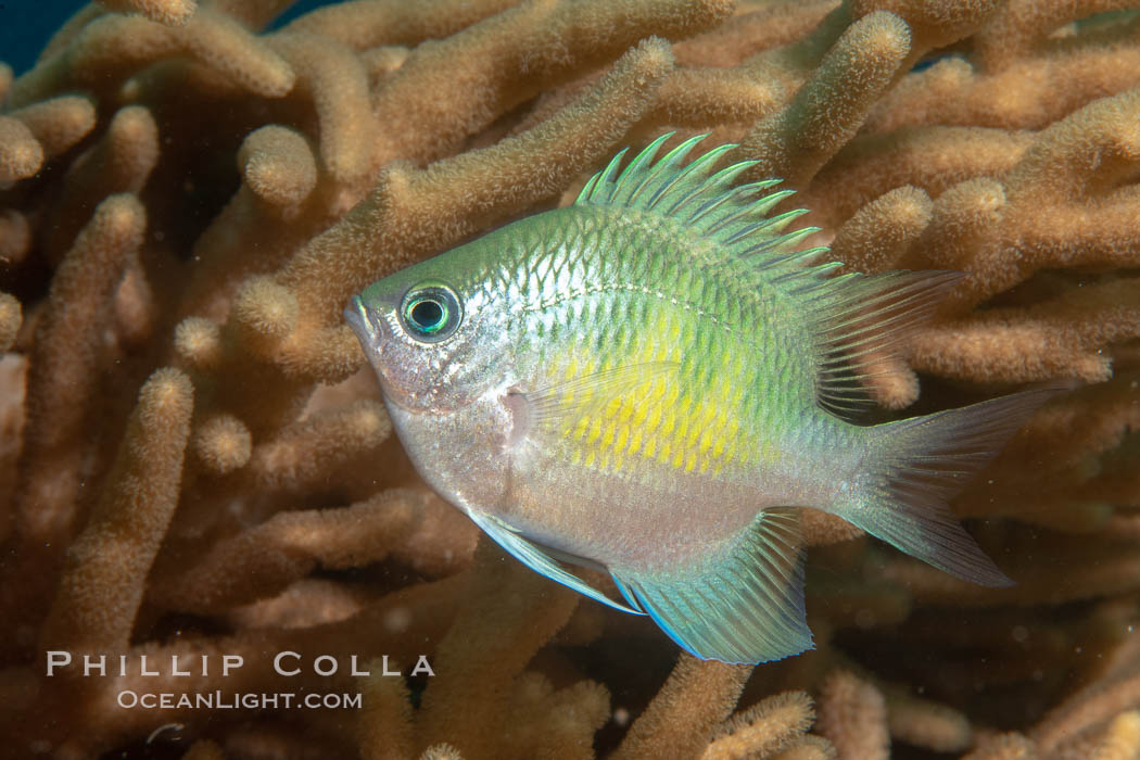 Golden Damselfish, Fiji., Amblyglyphidodon aureus, natural history stock photograph, photo id 34866