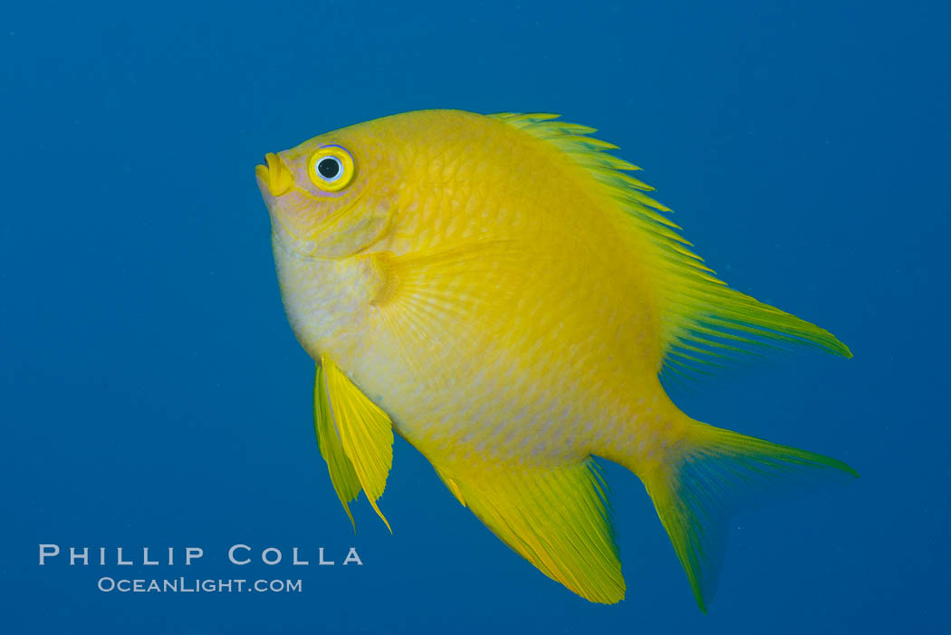 Golden Damselfish, Fiji. Makogai Island, Lomaiviti Archipelago, Amblyglyphidodon aureus, natural history stock photograph, photo id 31777