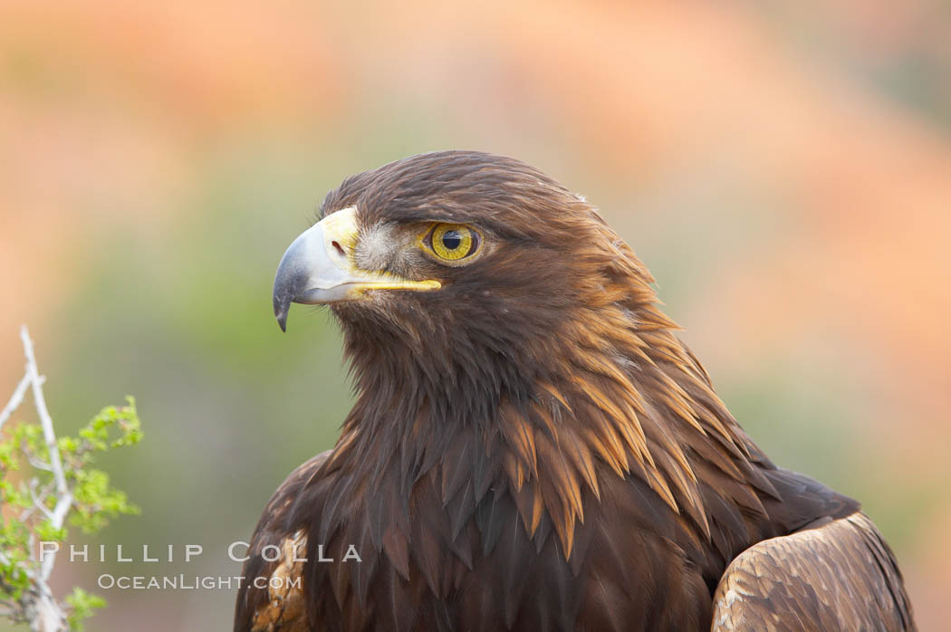 Golden eagle., Aquila chrysaetos, natural history stock photograph, photo id 12216