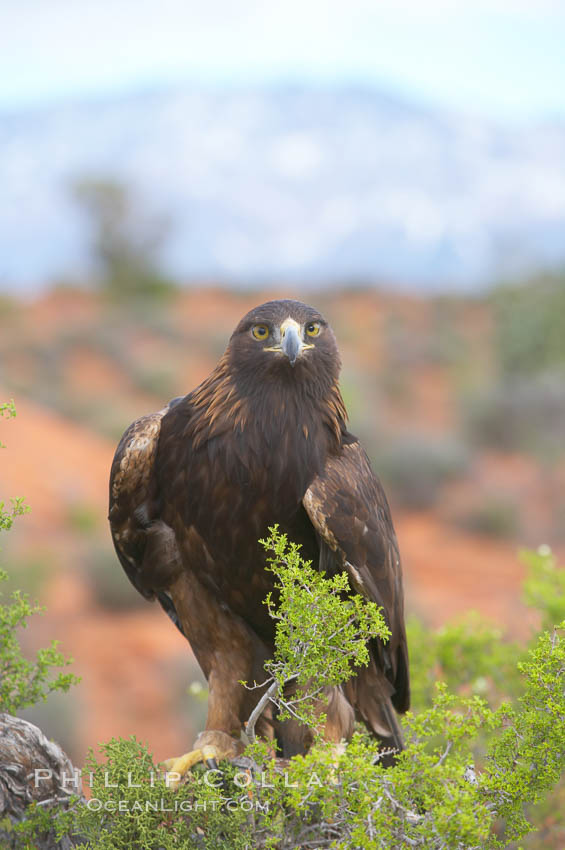 Golden eagle., Aquila chrysaetos, natural history stock photograph, photo id 12224