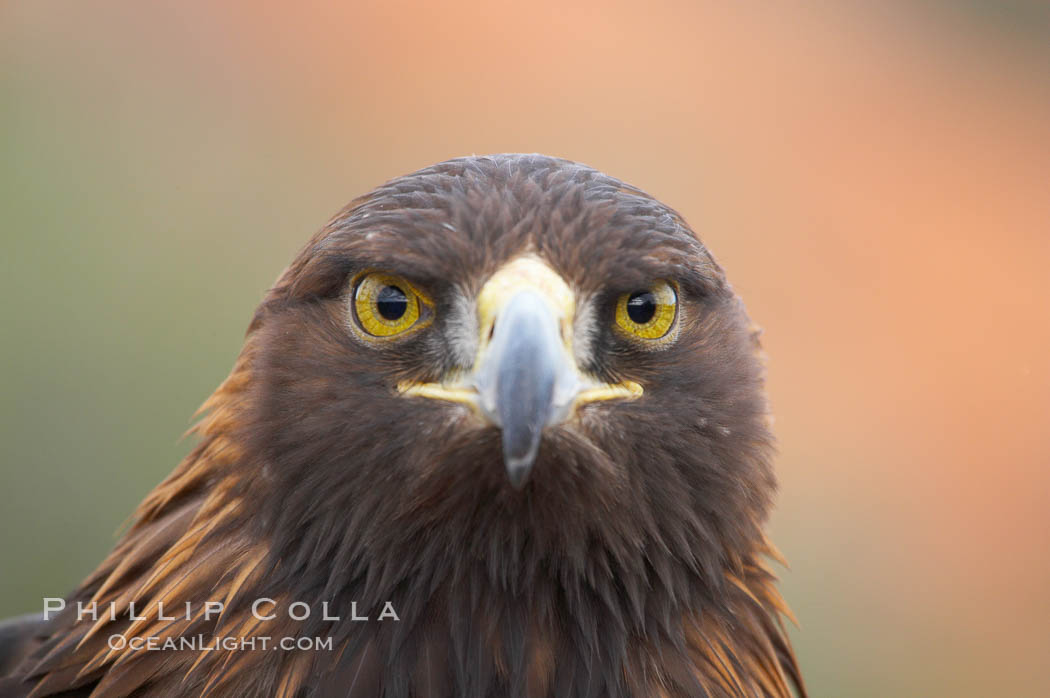 Golden eagle., Aquila chrysaetos, natural history stock photograph, photo id 12207