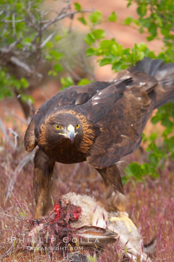 Golden eagle consumes a golden eagle bird. Golden eagle consumes a