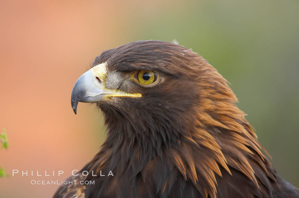 Golden eagle., Aquila chrysaetos, natural history stock photograph, photo id 12206