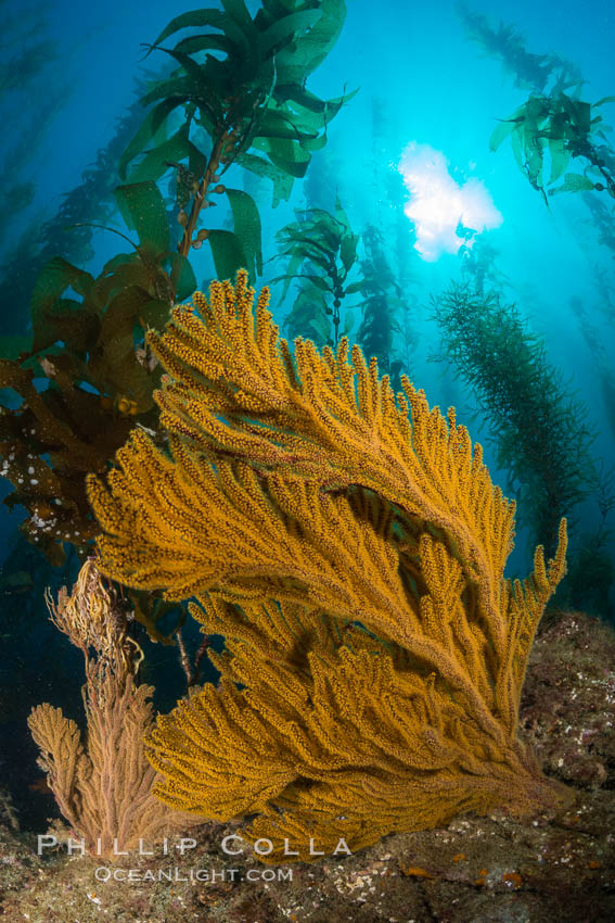 Golden gorgonian on underwater rocky reef, amid kelp forest, Catalina Island. The golden gorgonian is a filter-feeding temperate colonial species that lives on the rocky bottom at depths between 50 to 200 feet deep. Each individual polyp is a distinct animal, together they secrete calcium that forms the structure of the colony. Gorgonians are oriented at right angles to prevailing water currents to capture plankton drifting by. California, USA, Muricea californica, natural history stock photograph, photo id 34217