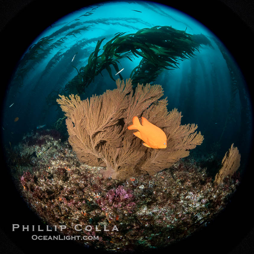 Garibaldi and California golden gorgonian on underwater rocky reef, San Clemente Island. The golden gorgonian is a filter-feeding temperate colonial species that lives on the rocky bottom at depths between 50 to 200 feet deep. Each individual polyp is a distinct animal, together they secrete calcium that forms the structure of the colony. Gorgonians are oriented at right angles to prevailing water currents to capture plankton drifting by. USA, Muricea californica, Macrocystis pyrifera, Hypsypops rubicundus, natural history stock photograph, photo id 38510