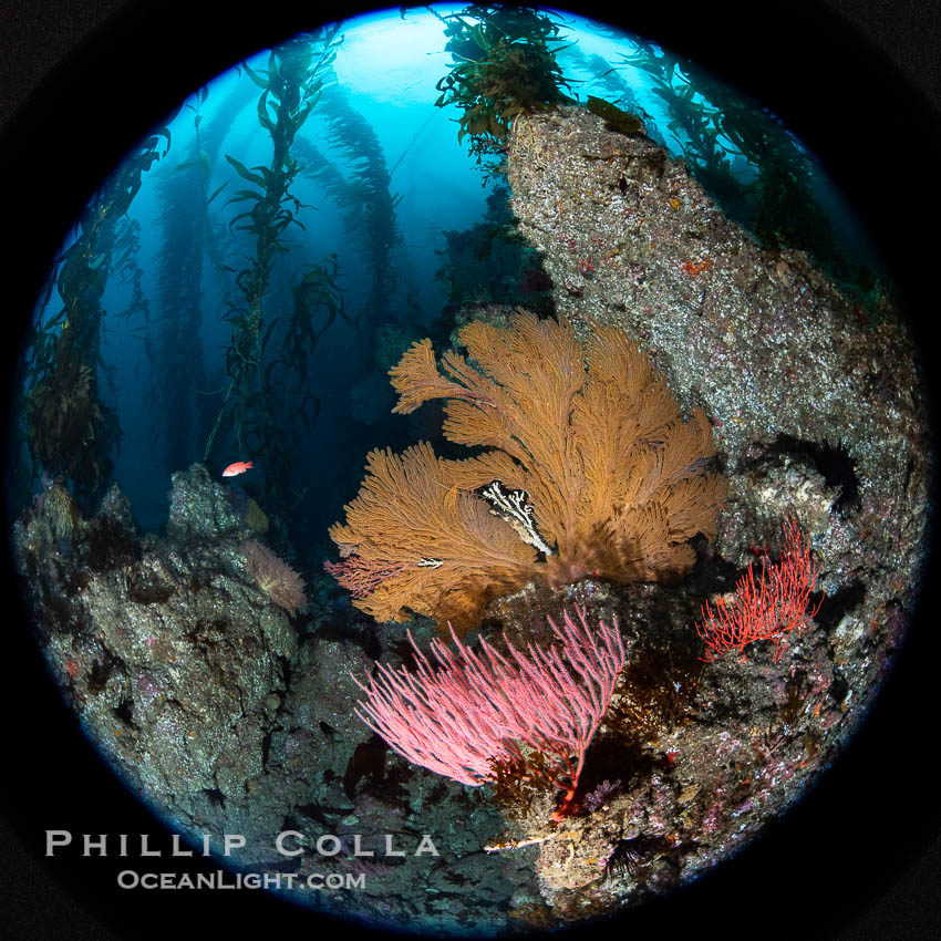 Red gorgonian and California golden gorgonian on underwater rocky reef, San Clemente Island. The golden gorgonian is a filter-feeding temperate colonial species that lives on the rocky bottom at depths between 50 to 200 feet deep. Each individual polyp is a distinct animal, together they secrete calcium that forms the structure of the colony. Gorgonians are oriented at right angles to prevailing water currents to capture plankton drifting by. USA, Leptogorgia chilensis, Lophogorgia chilensis, Muricea californica, natural history stock photograph, photo id 38499