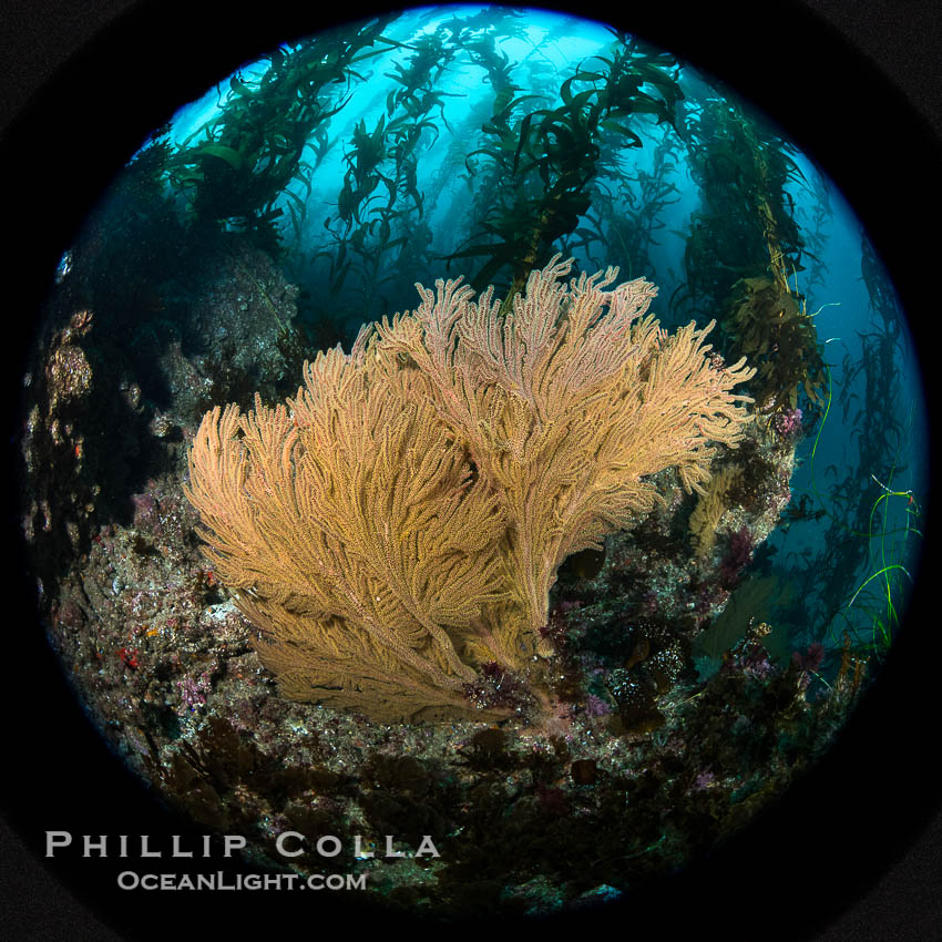 Garibaldi and California golden gorgonian on underwater rocky reef, San Clemente Island. The golden gorgonian is a filter-feeding temperate colonial species that lives on the rocky bottom at depths between 50 to 200 feet deep. Each individual polyp is a distinct animal, together they secrete calcium that forms the structure of the colony. Gorgonians are oriented at right angles to prevailing water currents to capture plankton drifting by. USA, Muricea californica, Macrocystis pyrifera, natural history stock photograph, photo id 38501