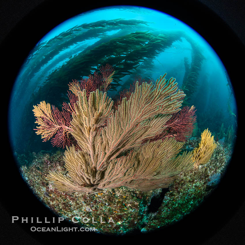 Garibaldi and California golden gorgonian on underwater rocky reef, San Clemente Island. The golden gorgonian is a filter-feeding temperate colonial species that lives on the rocky bottom at depths between 50 to 200 feet deep. Each individual polyp is a distinct animal, together they secrete calcium that forms the structure of the colony. Gorgonians are oriented at right angles to prevailing water currents to capture plankton drifting by. USA, Muricea californica, Macrocystis pyrifera, natural history stock photograph, photo id 38509