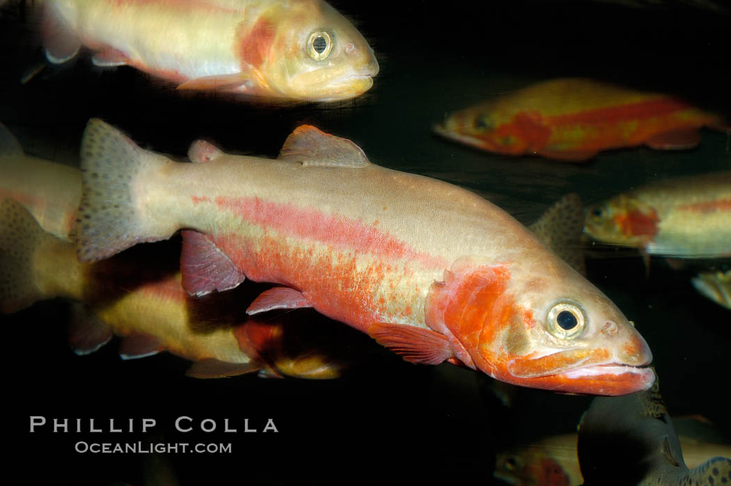 Golden trout., Oncorhynchus aguabonita, natural history stock photograph, photo id 09414